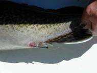 Eastern cod with a nasty wound