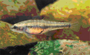 Midgley's-carp-gudgeon