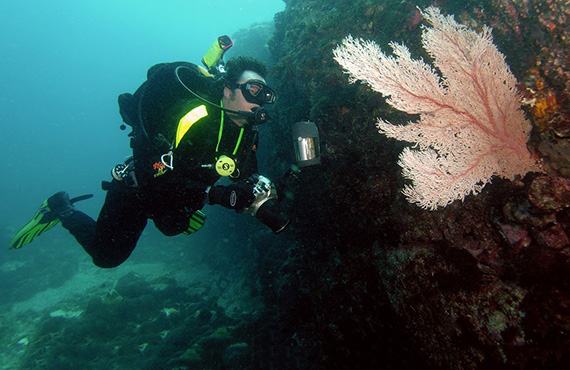 Diver looking at sea fan, Photo: David Harasti
