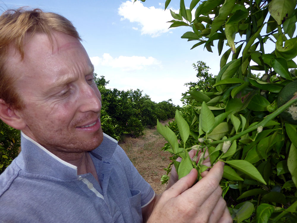 A close-up of Scott as he inspects a citrus tree