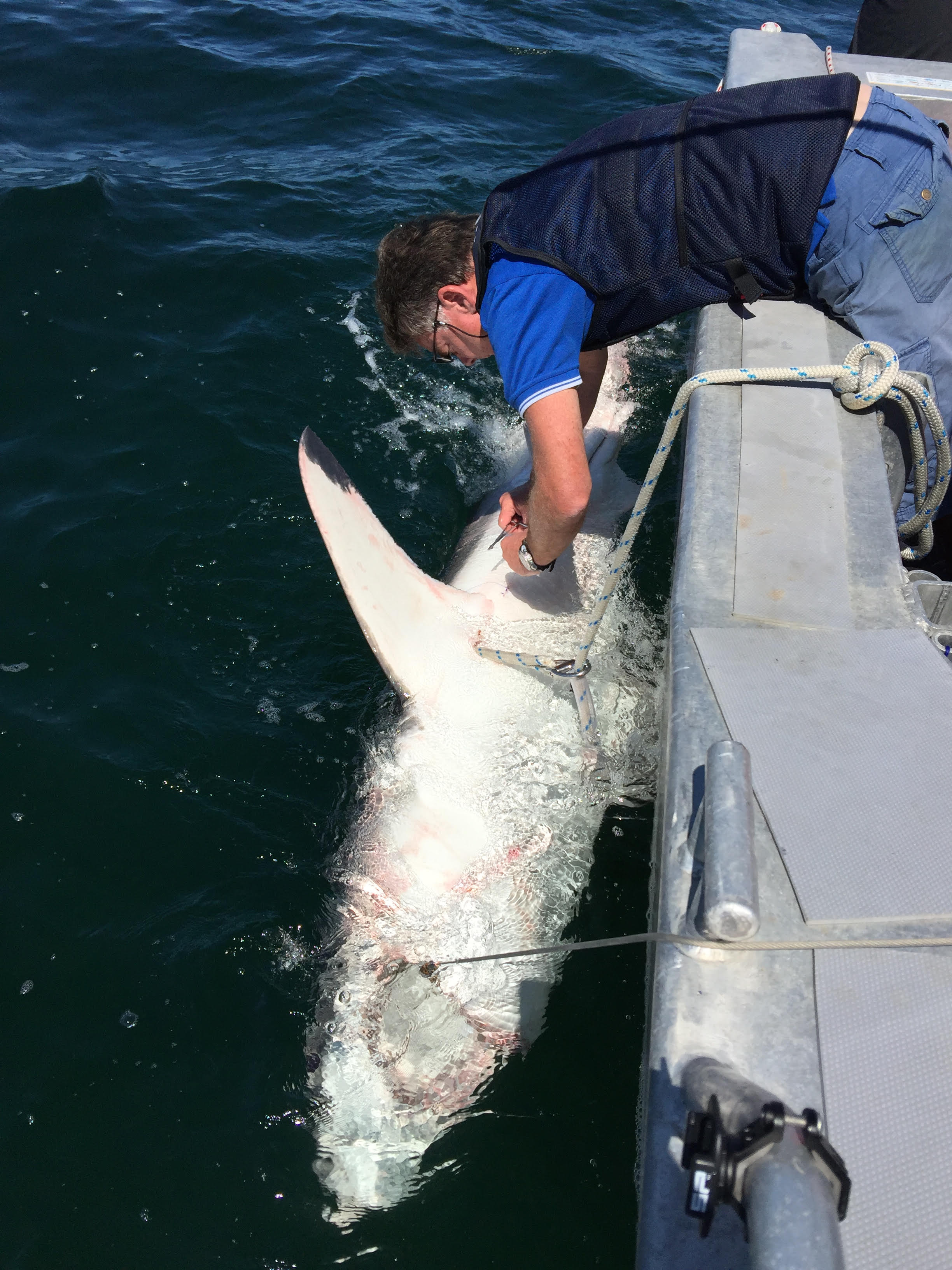 A shark is restrained adjacent a boat and a DPI staff member insert a tag