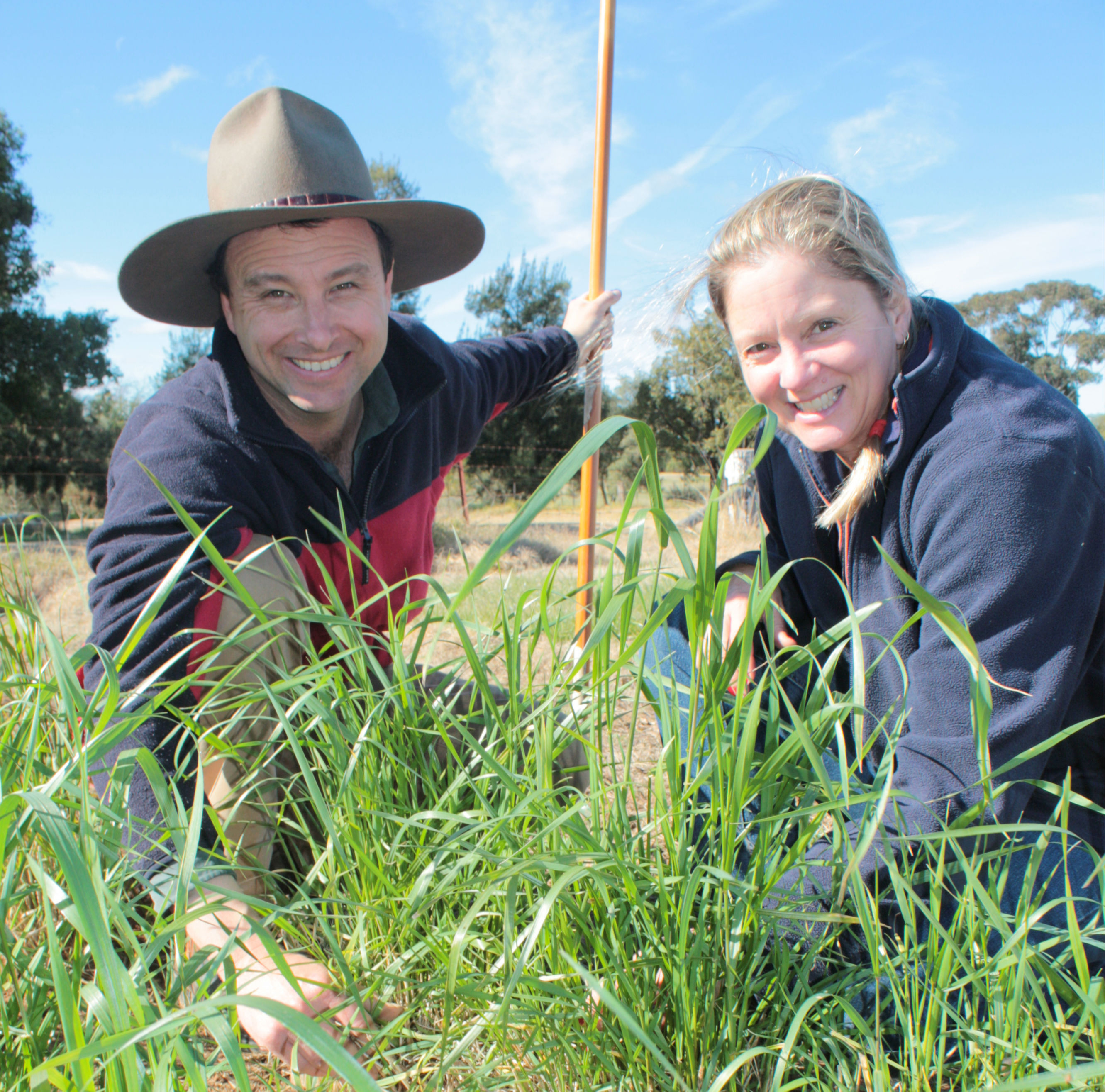 Evaluating perennial wheat grazing trials