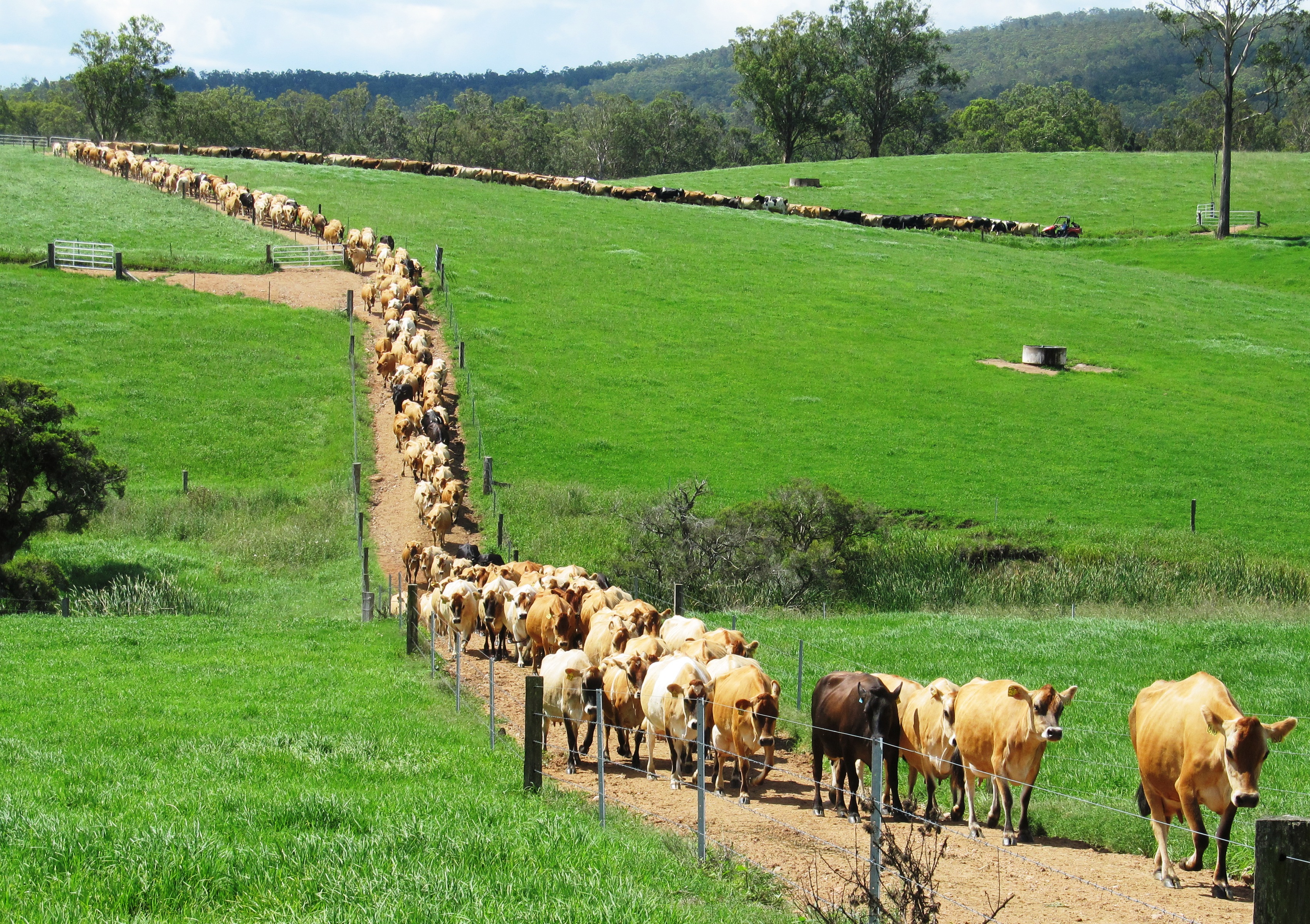 dairy cows walking a long a path at a farm