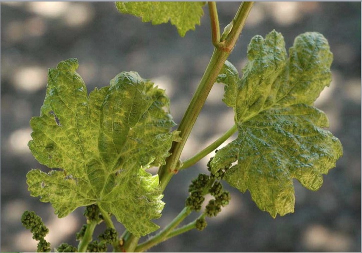 Grapevine leaves on a stem, leaves are deformed and mottled yellow and green. (Dr. Pasquale Saldarelli, University Of Bari)