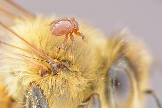 A braula fly attached to a honeybee