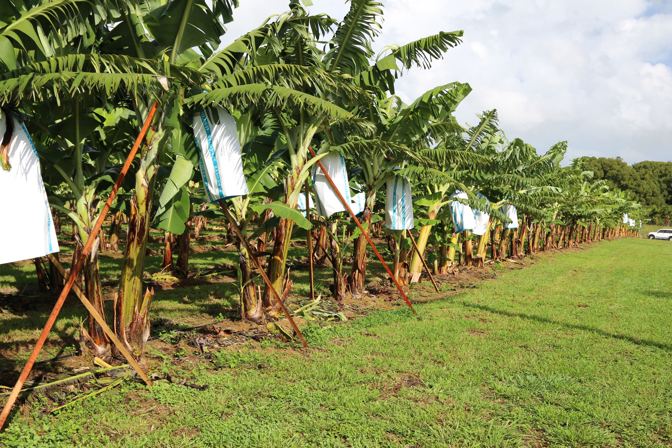 Bagged bananas at Duranbah variety trial site in the NSW Tweed Shire