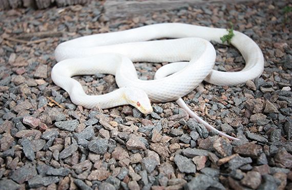 Albino American corn snake