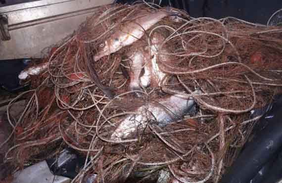 An illegal meshing net and fish seized from the Clarence River