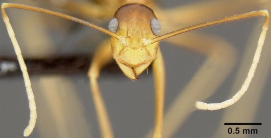 Figure 5. Photograph of yellow crazy ant head and antennae