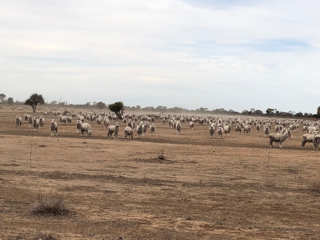 Sheep standing in a very dry paddock