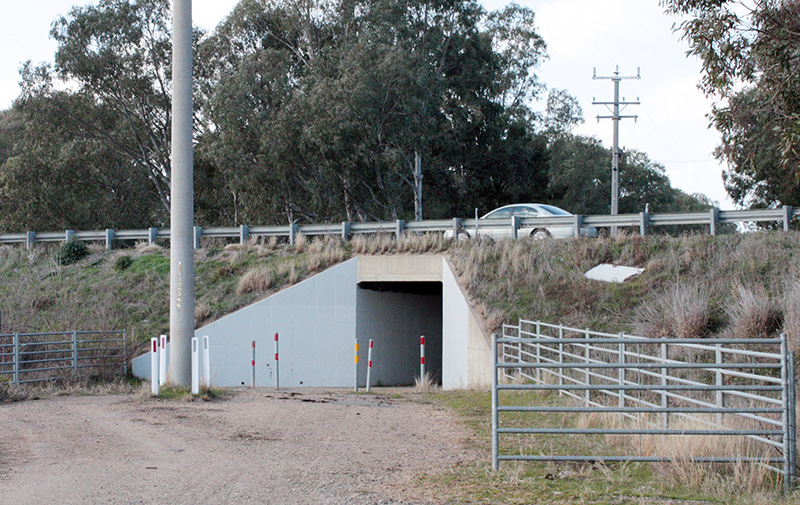 A concrete underpass showing guard rails to direct cattle 