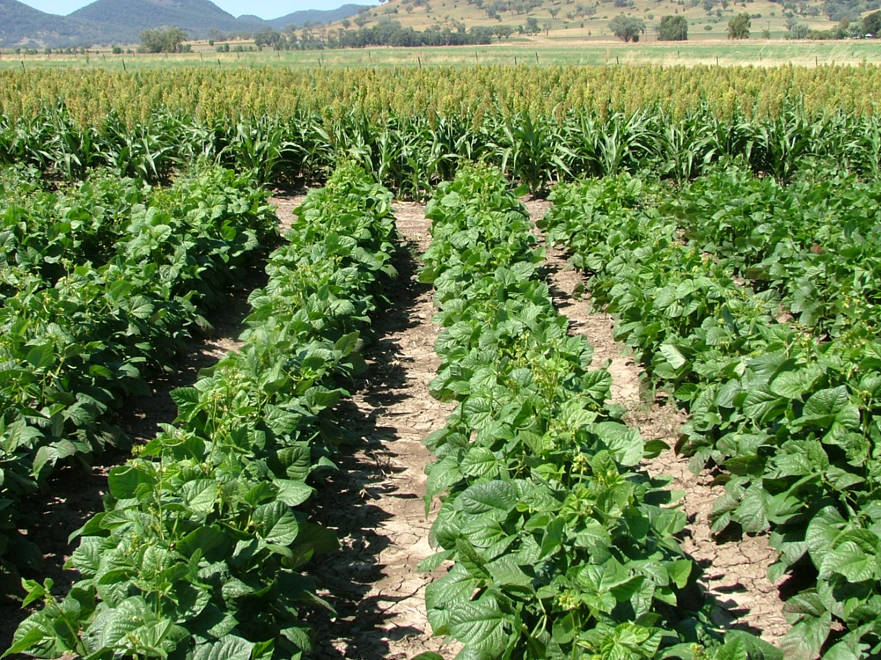 Field of mungbeans being grown in summer trial