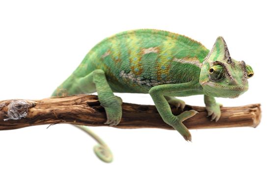 Are Chameleons Native to Australia?
