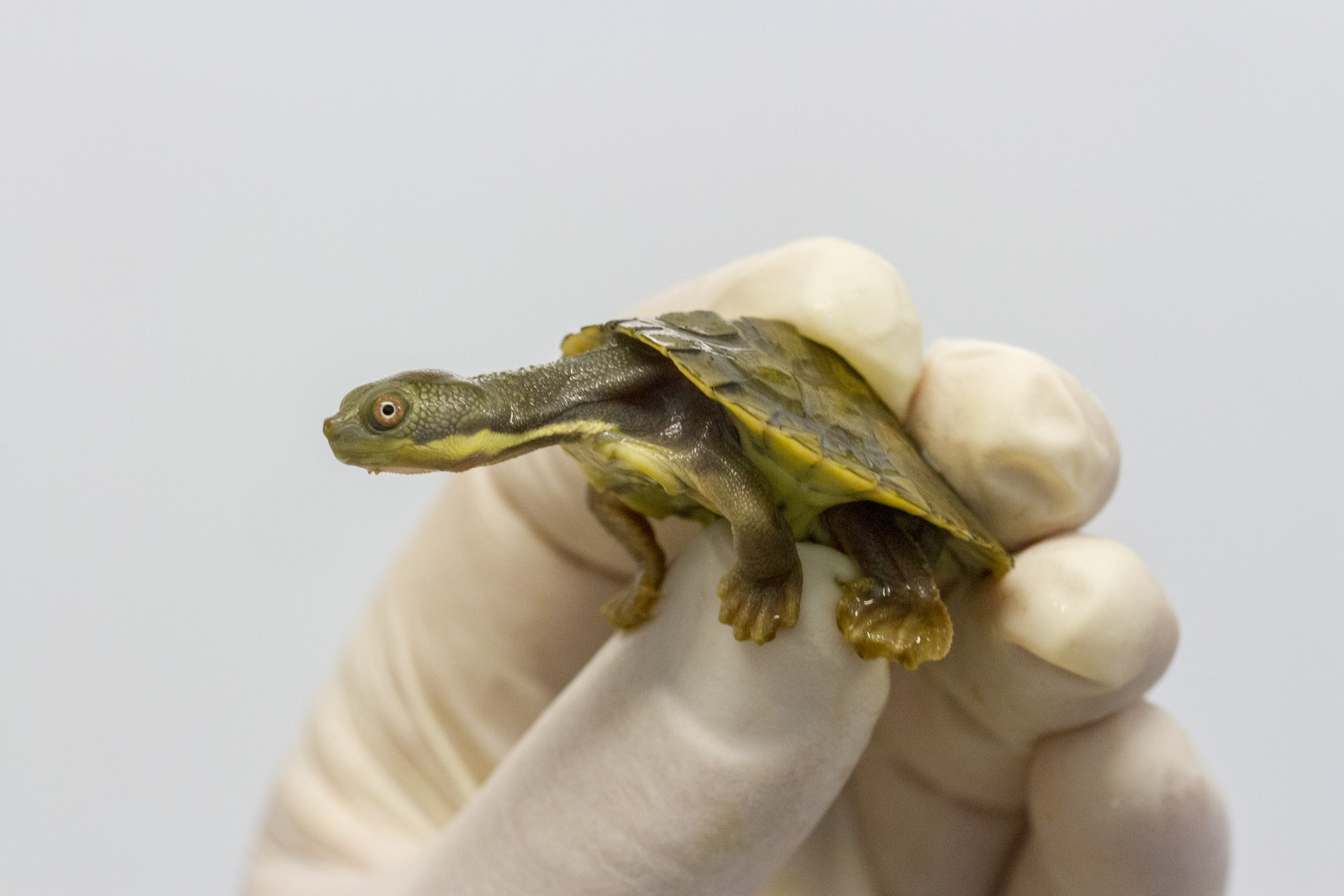 NSW DPI helps save endangered turtles