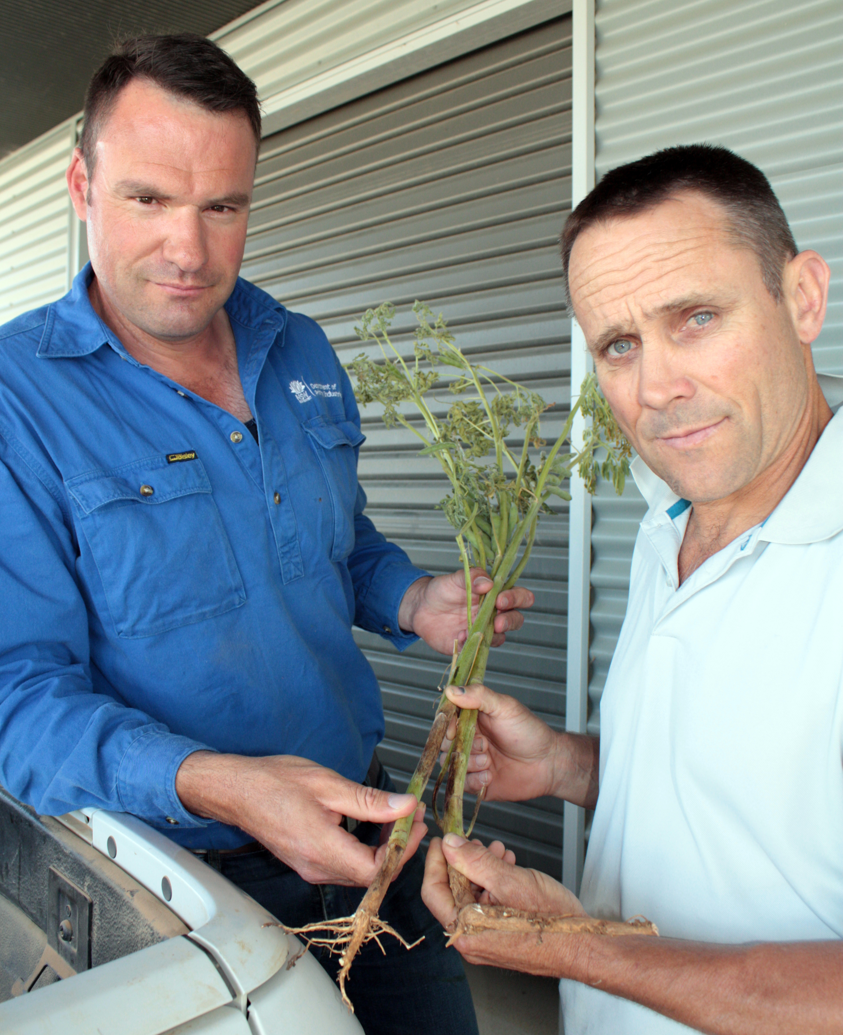 Kurt Lindbeck and Geoff Casburn holding a green lupin plant with phomopsis