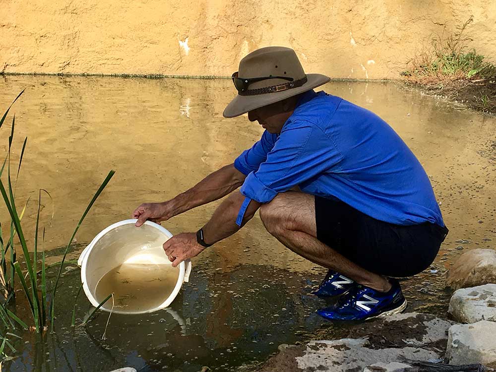A DPI staff member empties a container of small fish into a dam