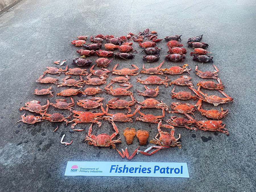 Around 50 cooked crustaceans are lined up on the ground.