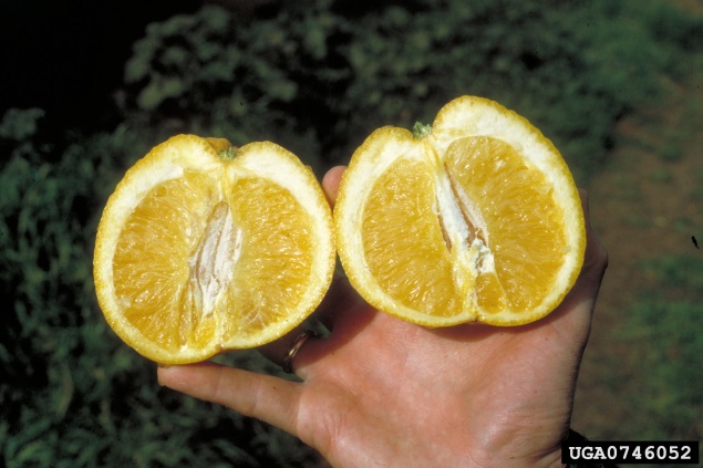 Person holding an orange which has been cut open to reveal thick rind at the base and thin rind at the top