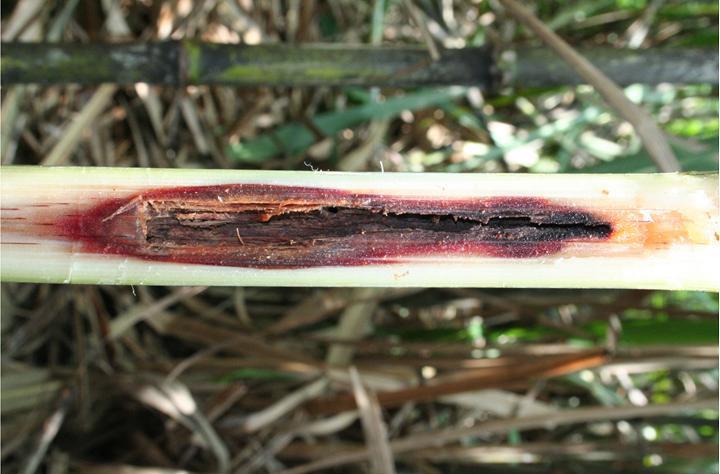 Sugarcane internode borer tunnel inside a plant stem. The tunnel has been exposed and is a dark purple-red colour.