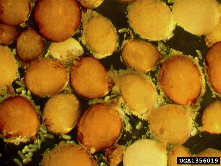 Magnified view showing many small, brown, lemon-shaped cysts