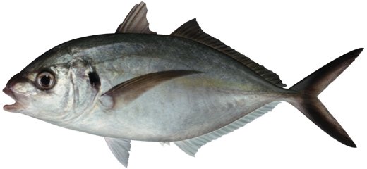 Silver trevally