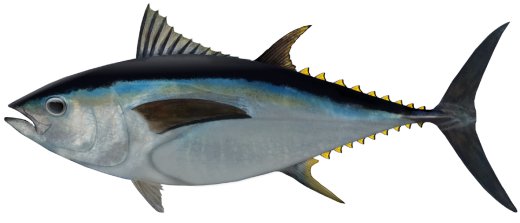 Bigeye tuna