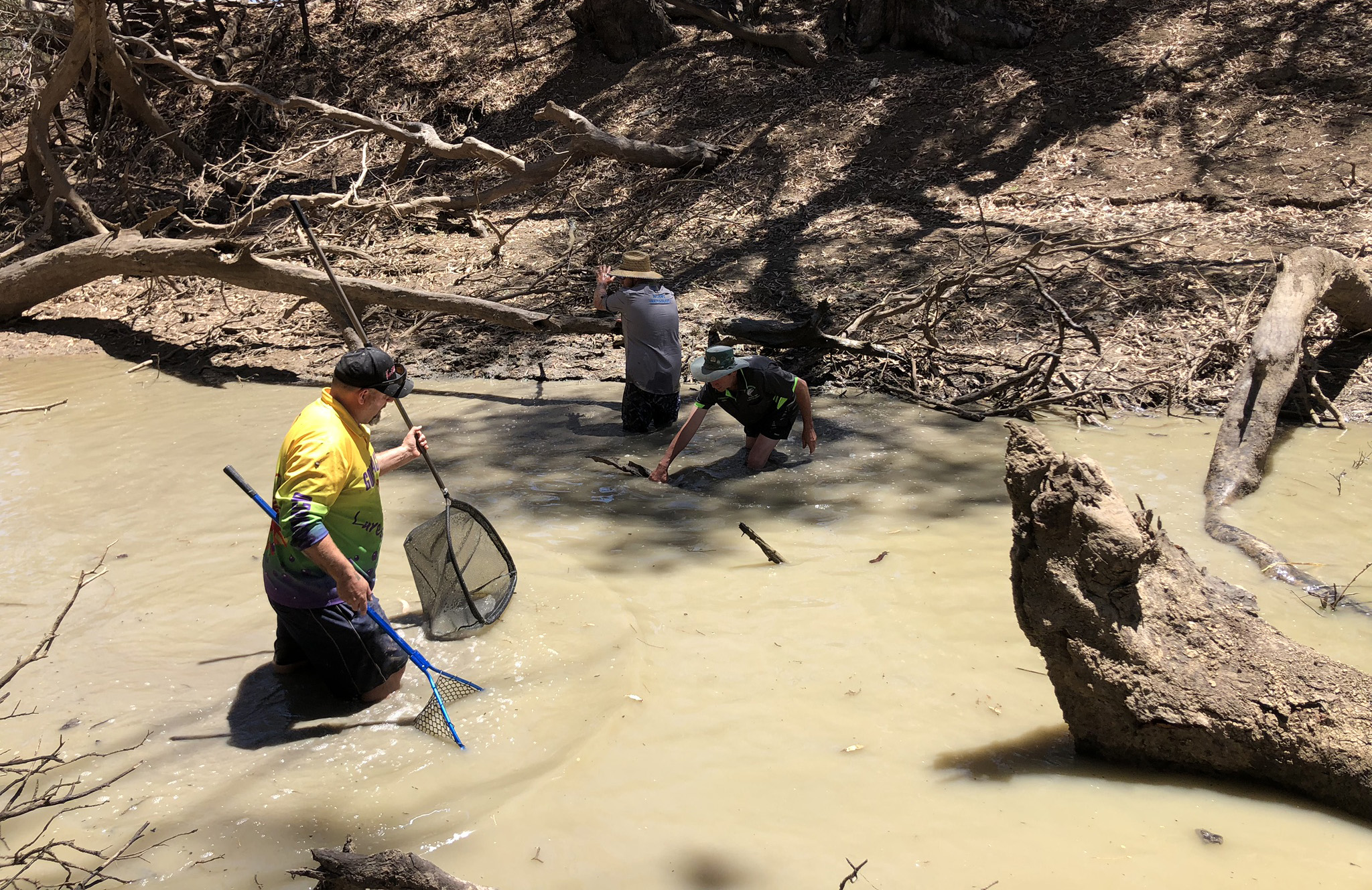 DPI Fisheries staff and volunteers relocating native fish in the Macquarie River