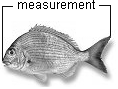 Measure fish