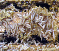 Small hive beetle larvae