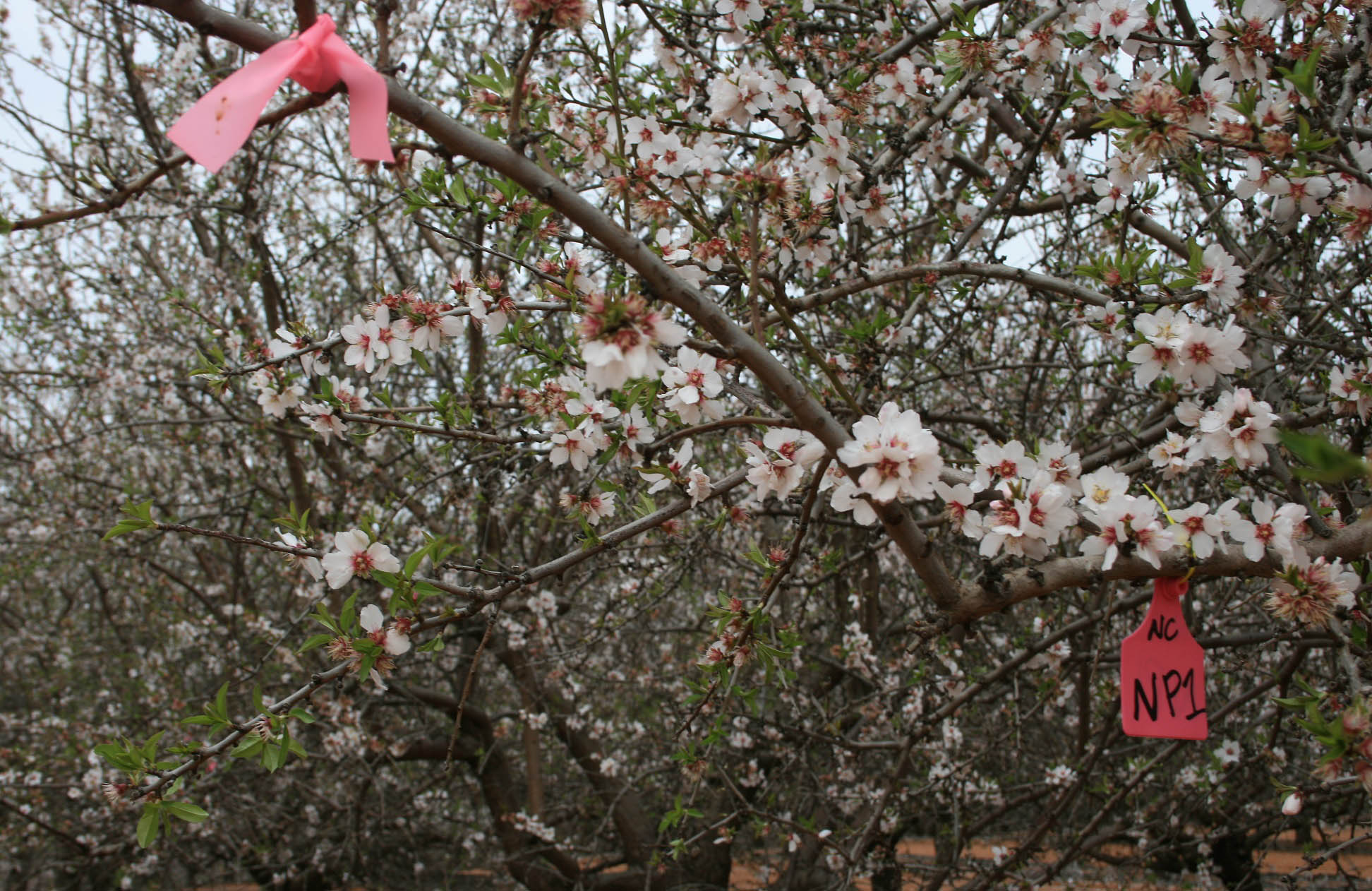 almond tree branches tagged