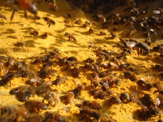 bees feeding on yellow powder