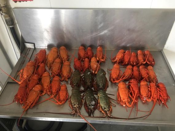 Eastern Rock Lobsters seized from a NSW commercial fisher