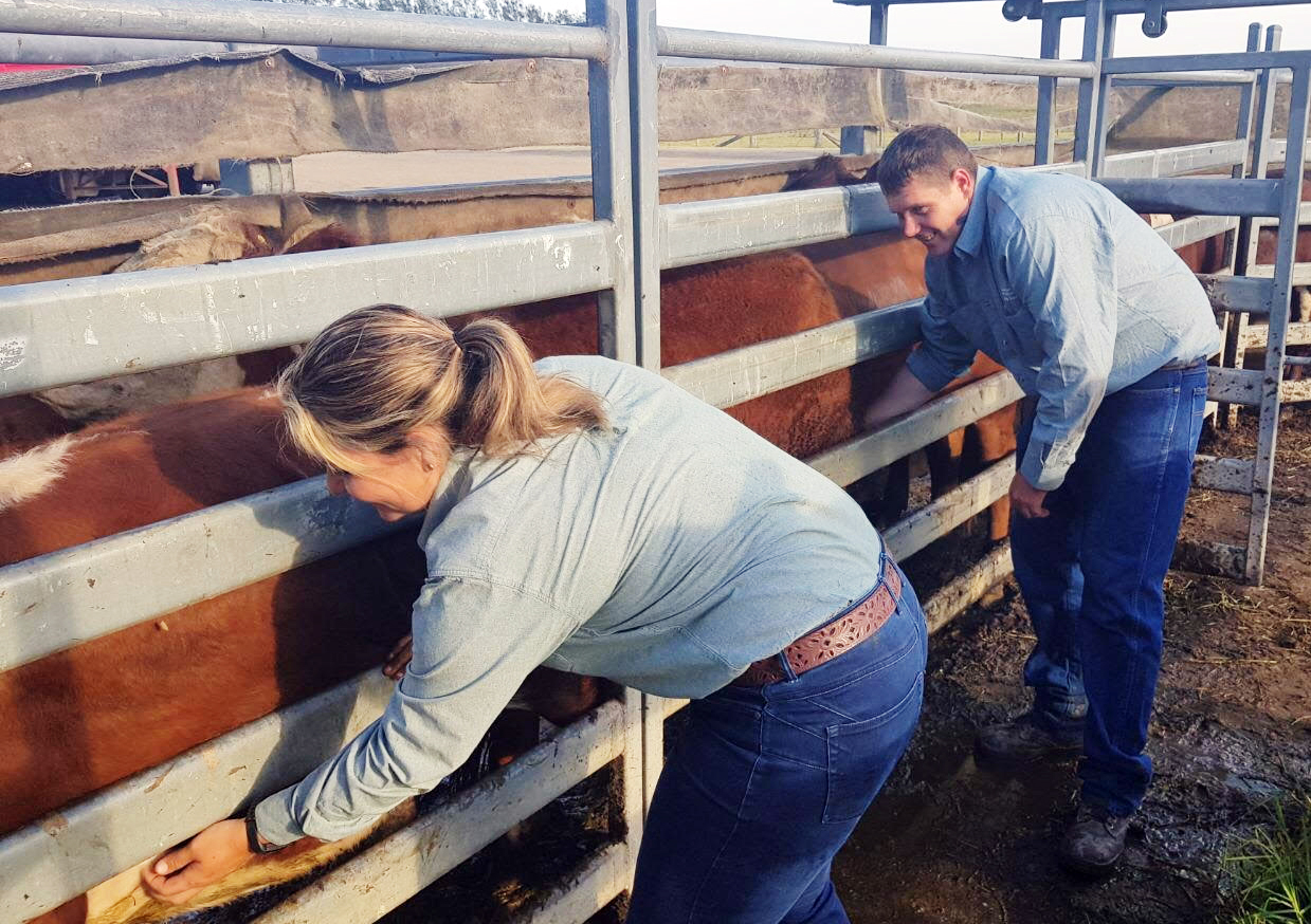 NSW Department of Primary Industries staffon the lookout for cattle ticks at the Kempsey saleyards.