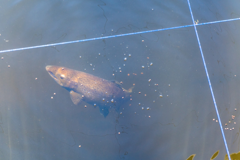 Research work at Gaden Trout Hatchery.