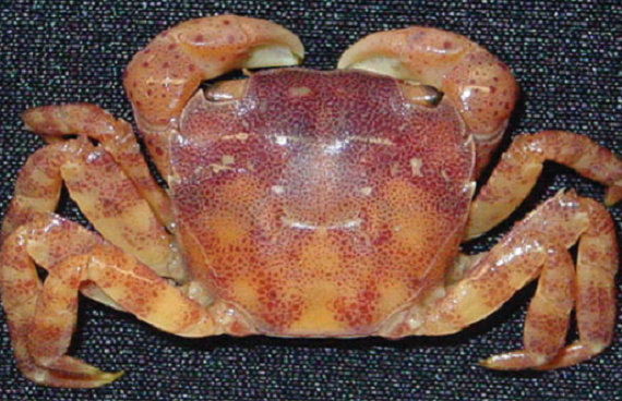 A squarish shaped crab, orange to brown in colour showing spots on claws and banded pattern on legs.
