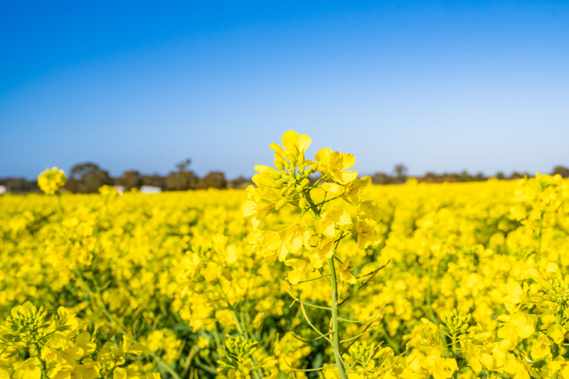 Canola field at WWAI