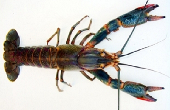 Australian red-claw crayfish, courtesy of Auburn University.