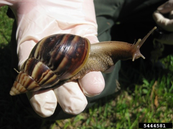 Giant African snail being held in the palm of a hand