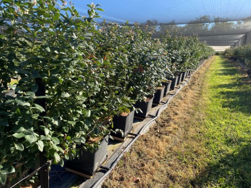 Rows of blueberries in pots connected to pipe to drain nutrient/water run off.