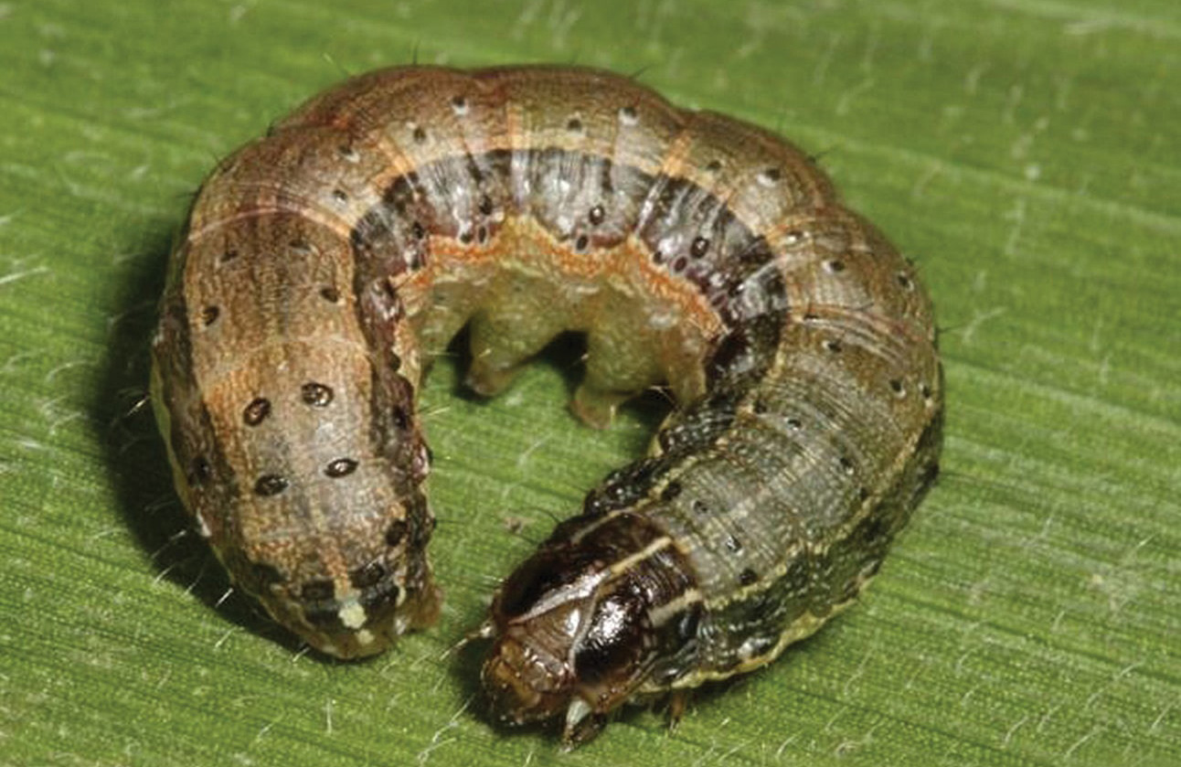 Fall armyworm larvae