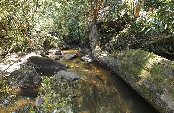 Adam's Emerald DF habitat (Photo: A. Grieve)