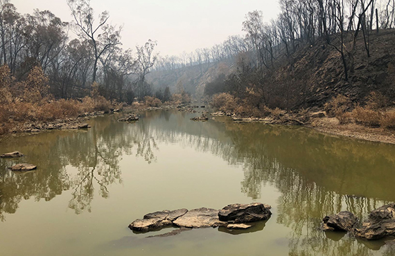 Bushfire affected Mannus Creek (Photo: L. Pearce)
