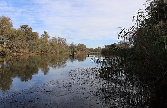 Flathead Galaxias habitat (Photo: L. Pearce)