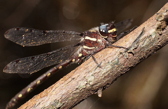An Alpine Redspot Dragonfly (Photo: R. Richter)