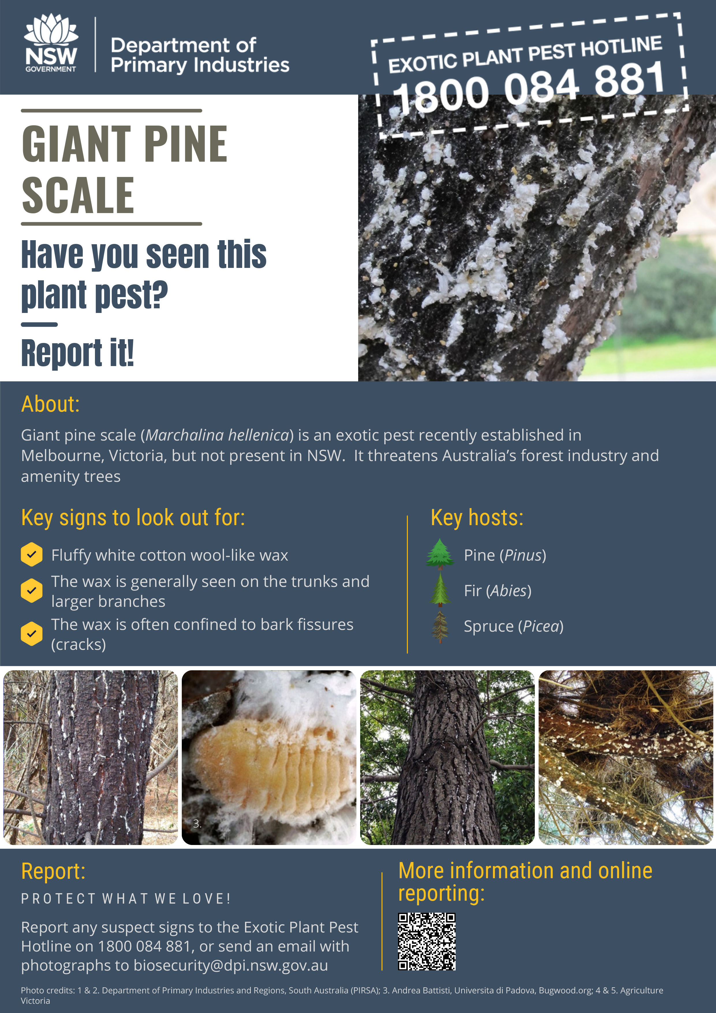 Giant pine scale Factsheet