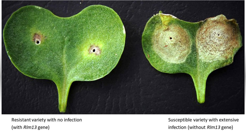 Rlm13 gene provides a protection against the fungal pathogen Leptosphaeria maculans, which causes blackleg disease on canola.