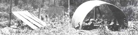 Good protective cover provided by a mixture of grasses and movable shelter Good protective cover provided by a mixture of grasses and movable shelter