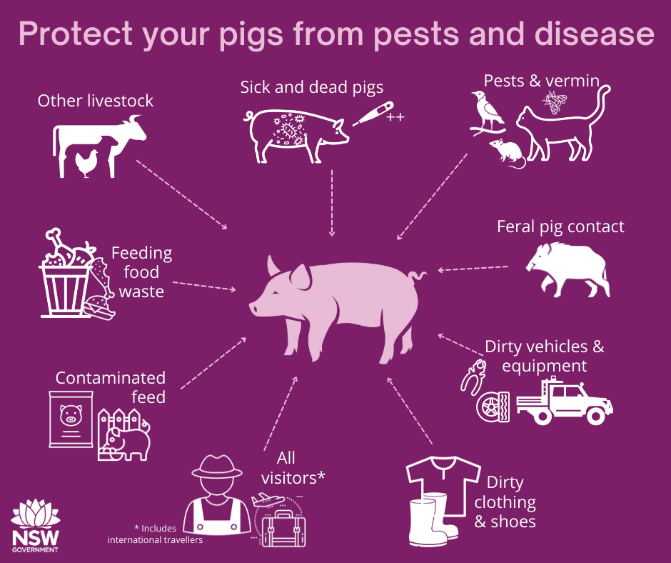 NSW Government infographic - Protect your pigs from pests and disease