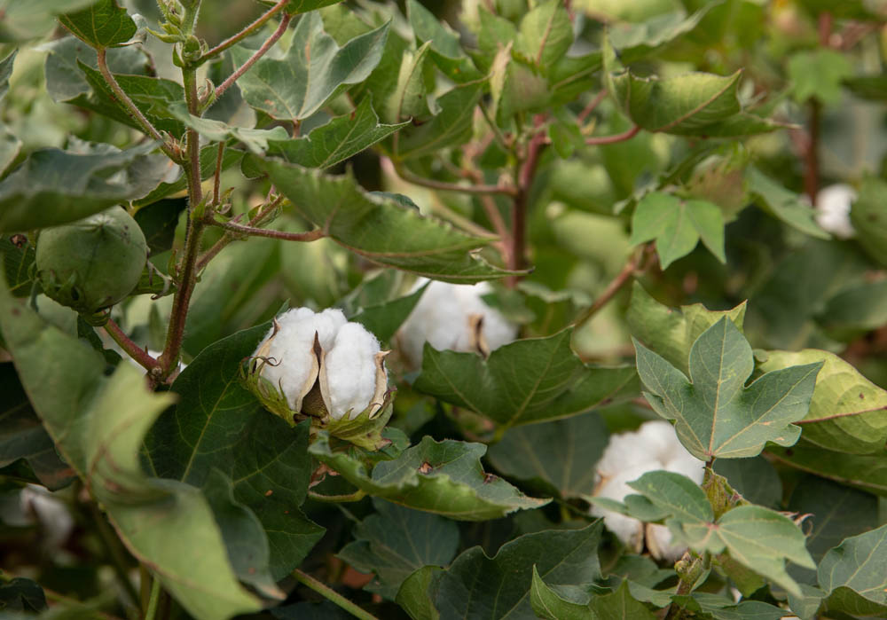 Cotton plants