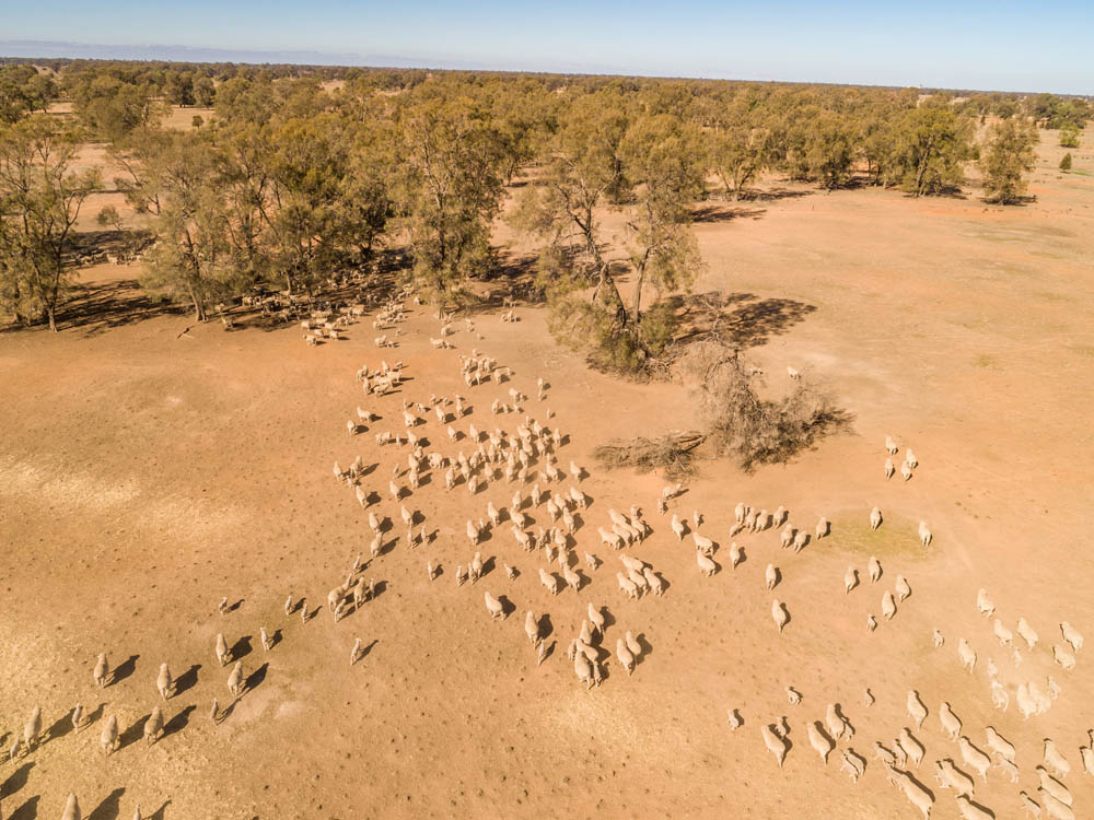 Sheep flock from the air